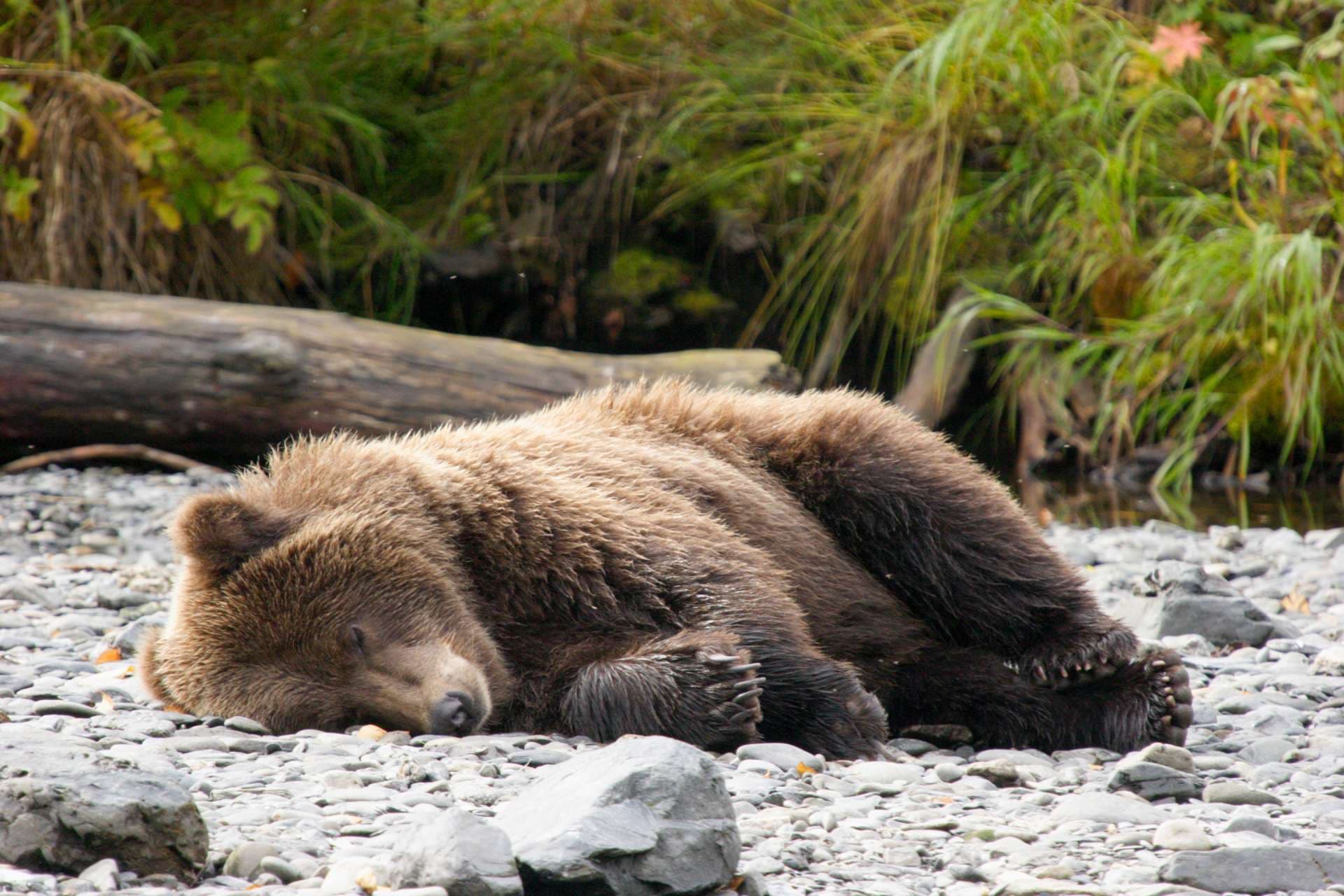 Don&#8217;t wake me up! I&#8217;m digesting salmon