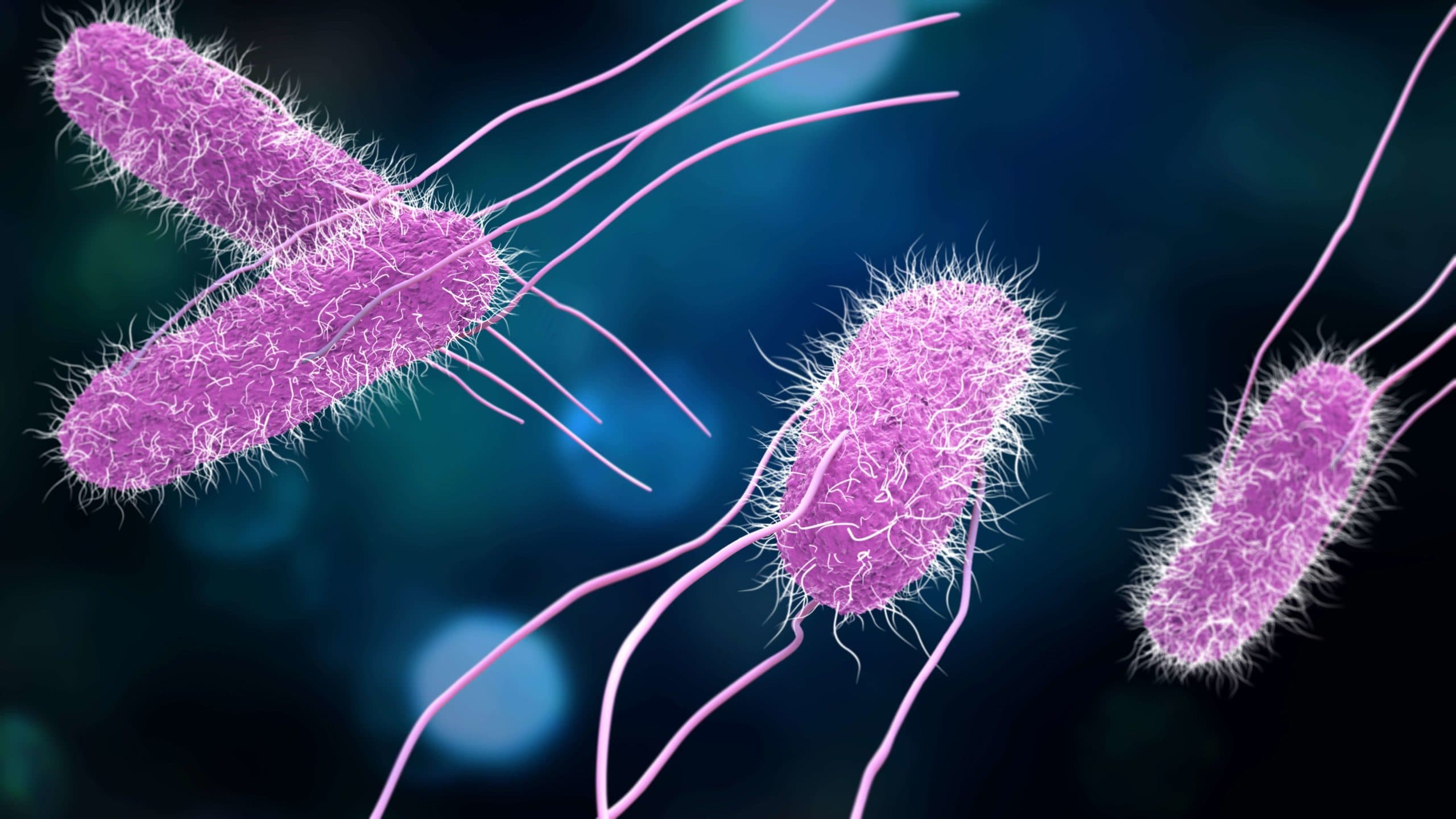 3D-Darstellung von Salmonellenbakterien. Medizin-Konzept.