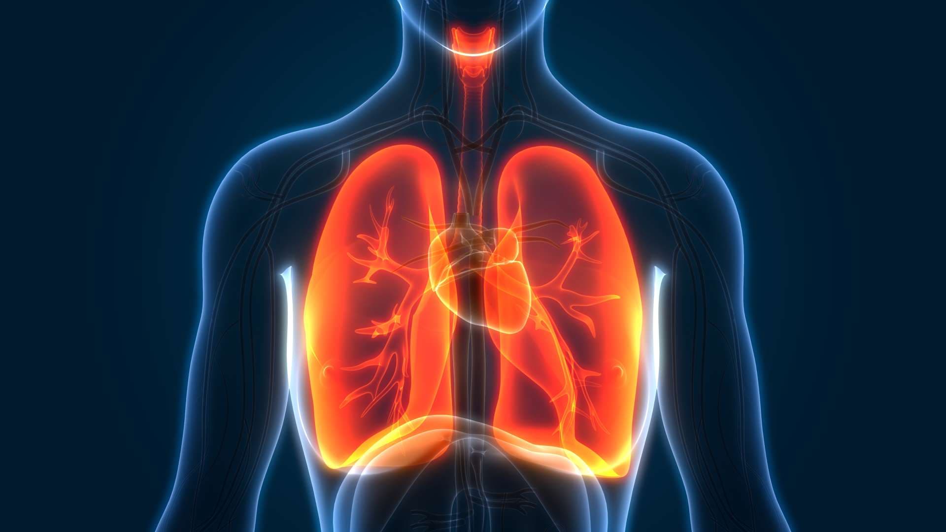 3D-Darstellung der Lungenanatomie des menschlichen Atmungssystems