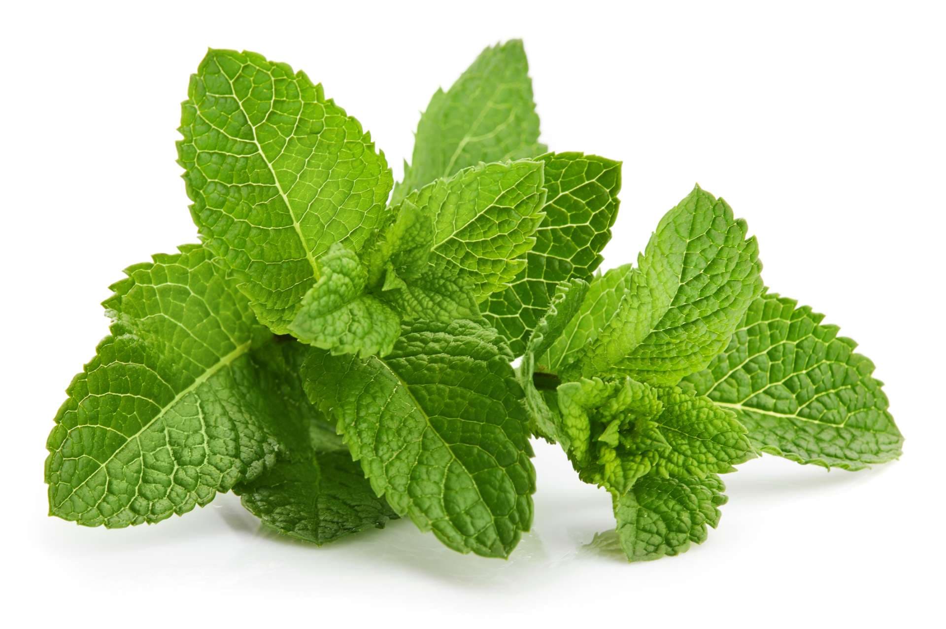 Grüne Blattminzegrün-Kräuterzutat für Mojito-Getränk, lokalisiert auf weißem Hintergrund.