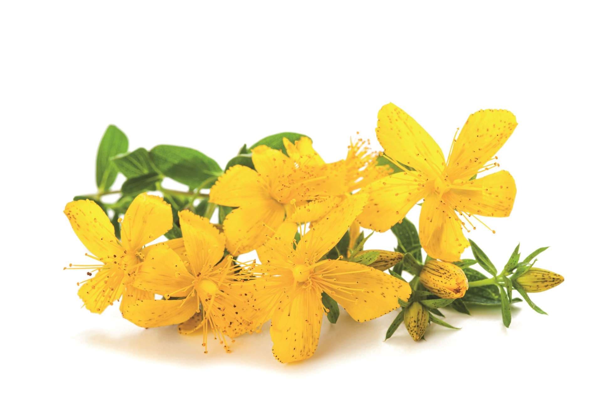 St. John's wort flowers  isolated  on white background