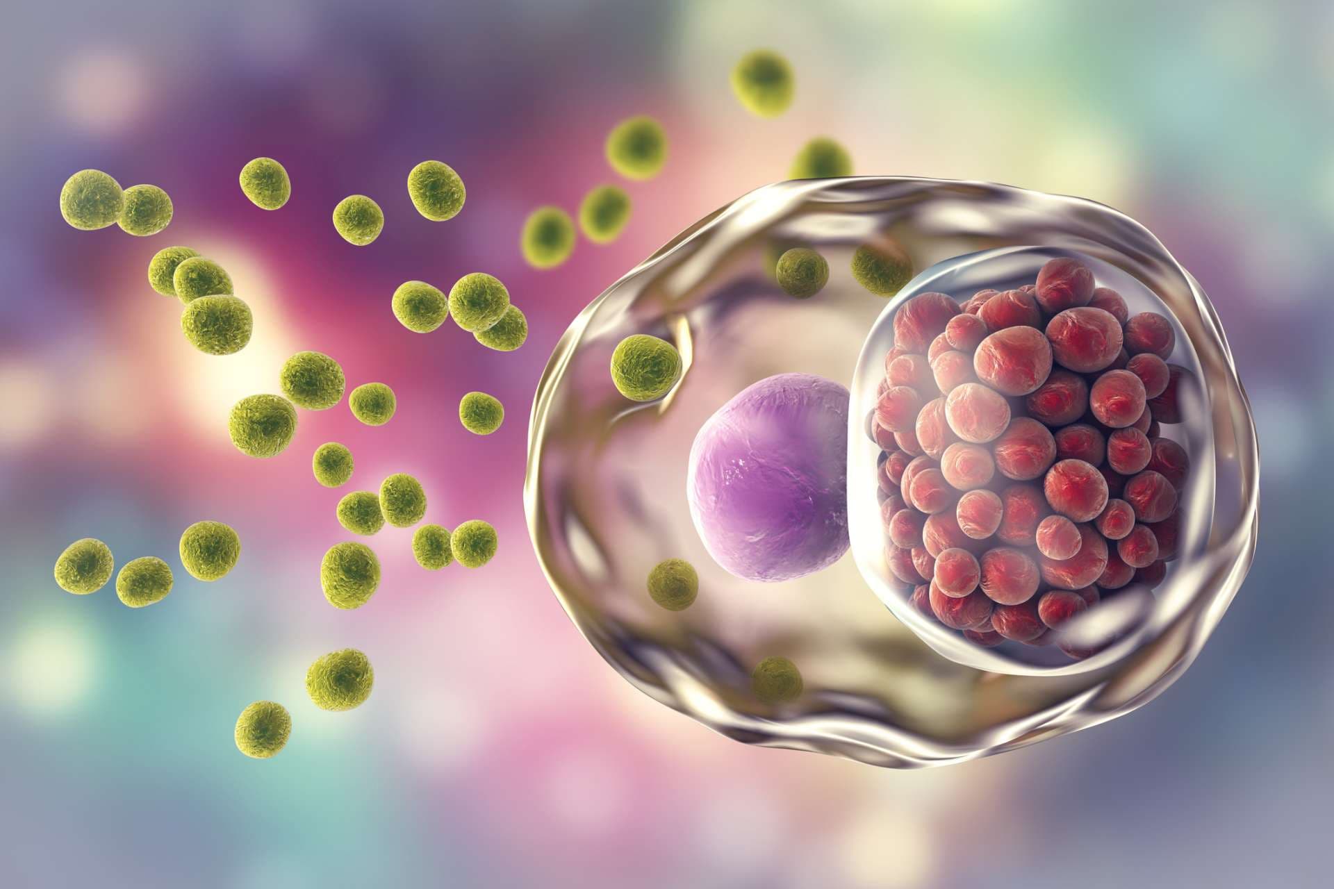 Chlamydia trachomatis Bakterien