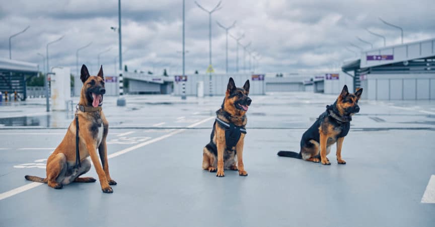 Malinois-Hund und zwei deutsche Schäferhunde, die auf dem Boden im Flugplatz unter bewölktem Himmel sitzen