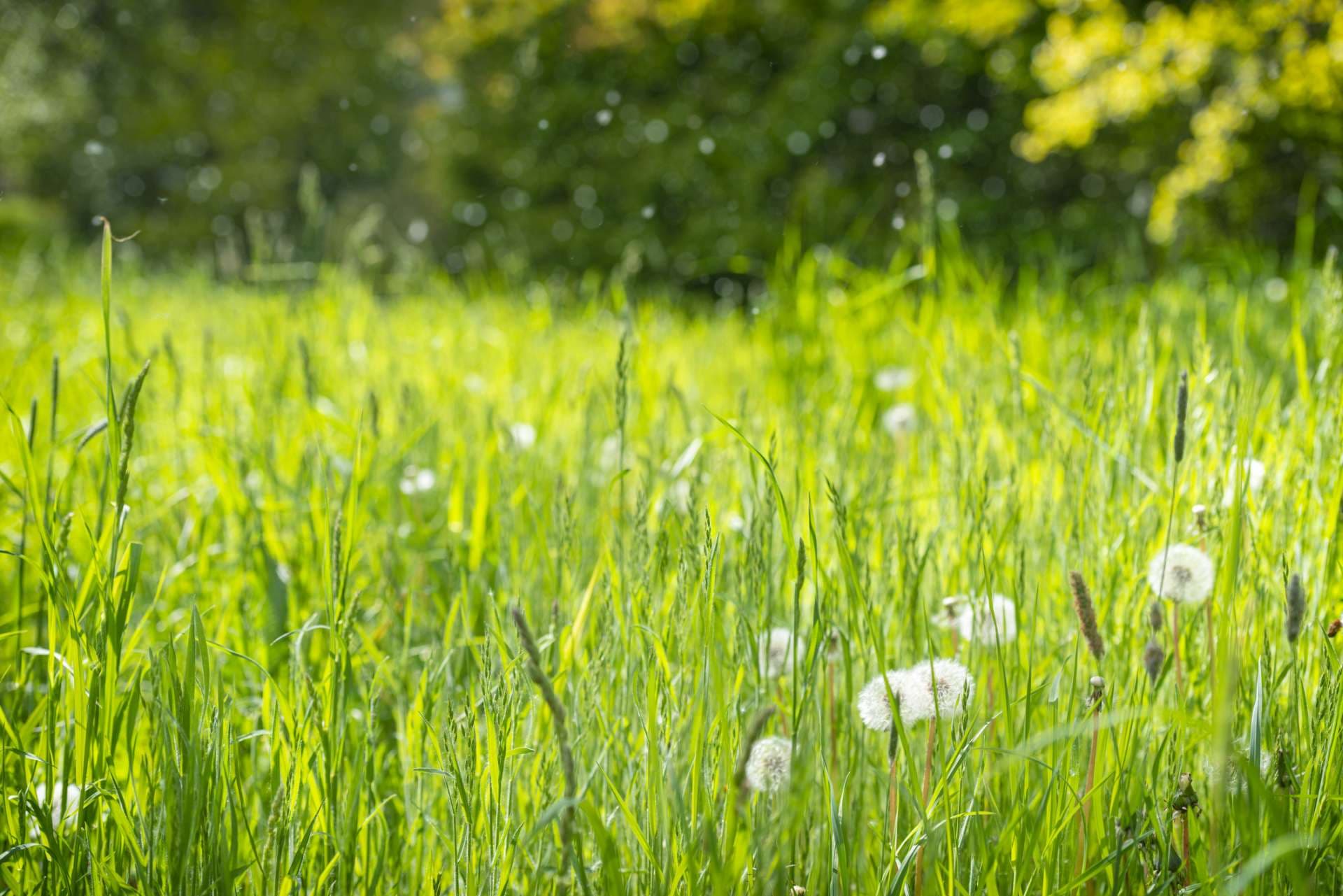 Luft ist mit Pollen gefüllt.