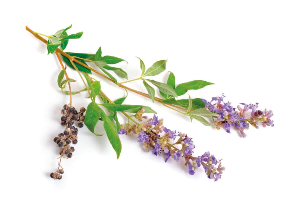 Vitex agnus-castus, auch Vitex, Mönchspfeffer oder Mönchspfeffer genannt, Mönchspfeffer, Abrahams Balsam, Flieder Mönchspfeffer oder Mönchspfeffer isoliert.