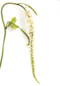 Cimicifuga; Racemosa; Traubensilberkerze;