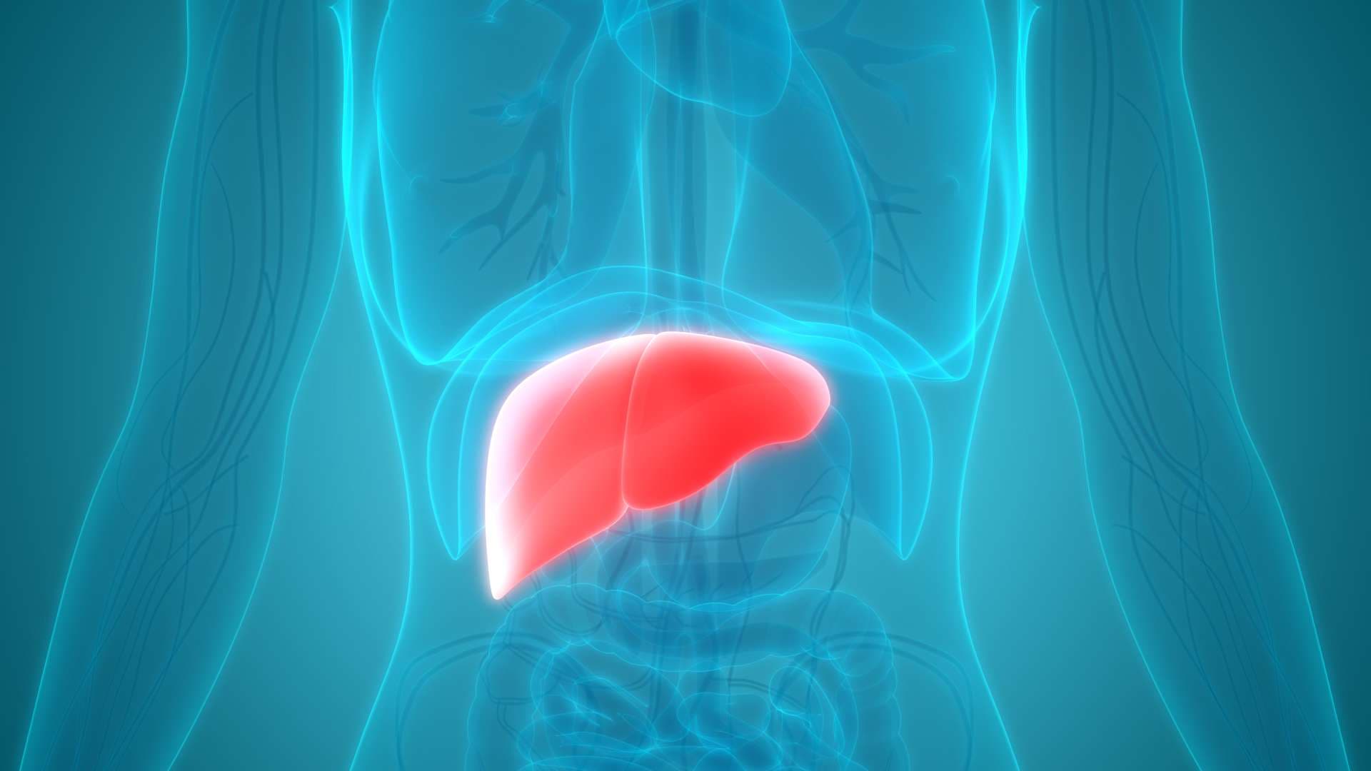 3D-Darstellung der menschlichen Körperorgane Leberanatomie