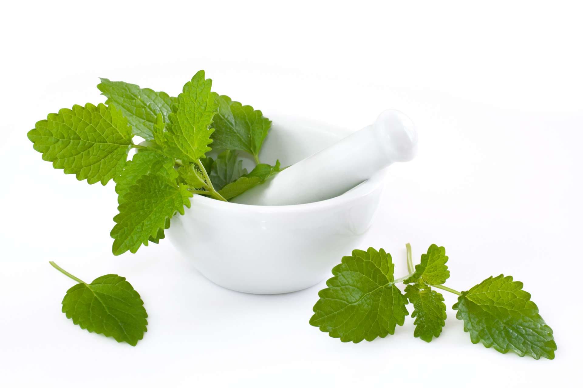 LEMON BALM