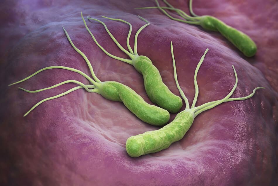 Helicobacter pylori Bakterien
