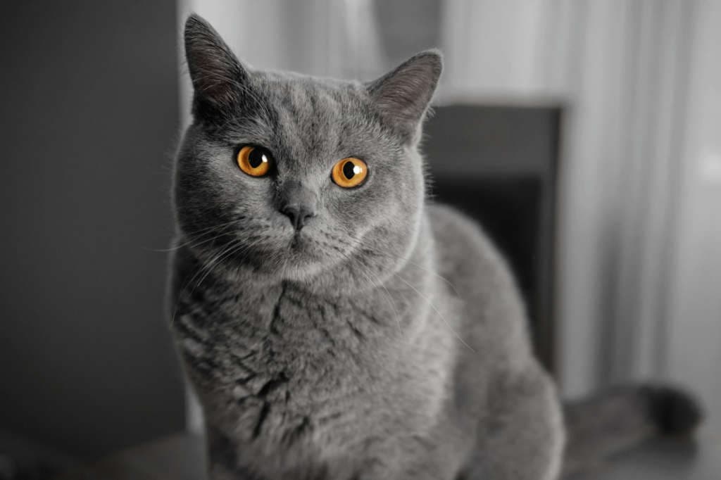 Graue Katze sieht jemand an