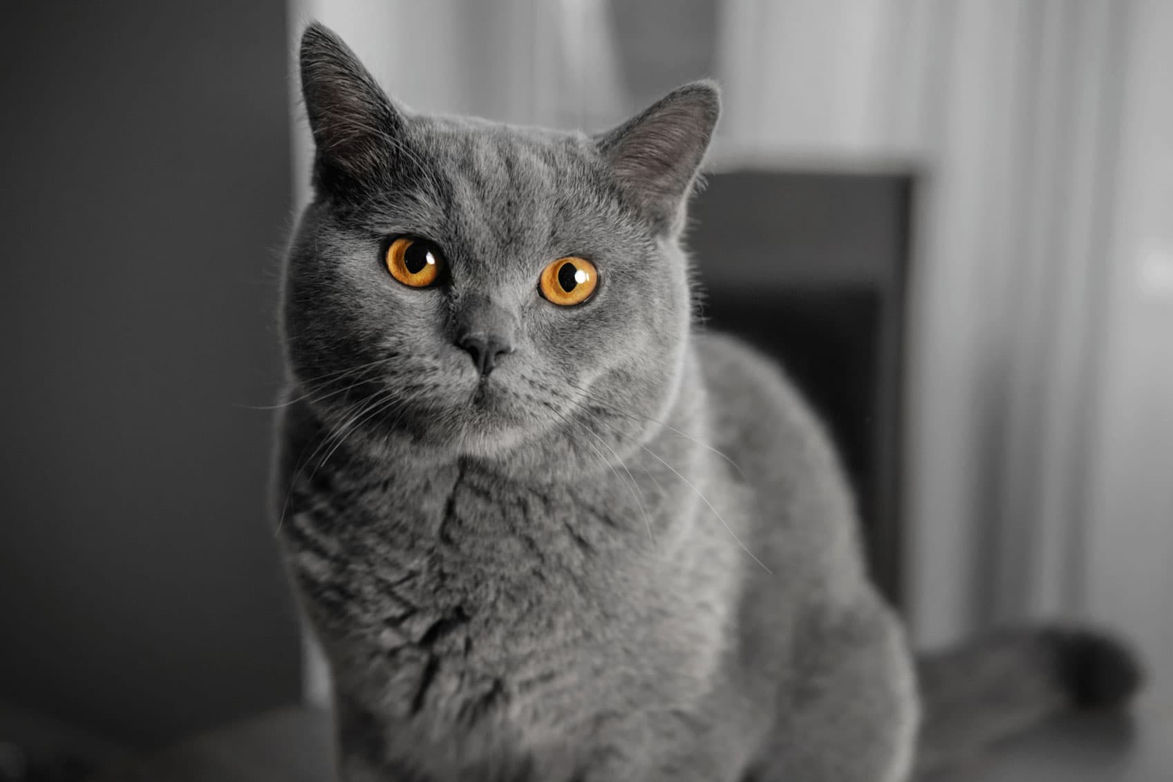 Graue Katze sieht jemand an