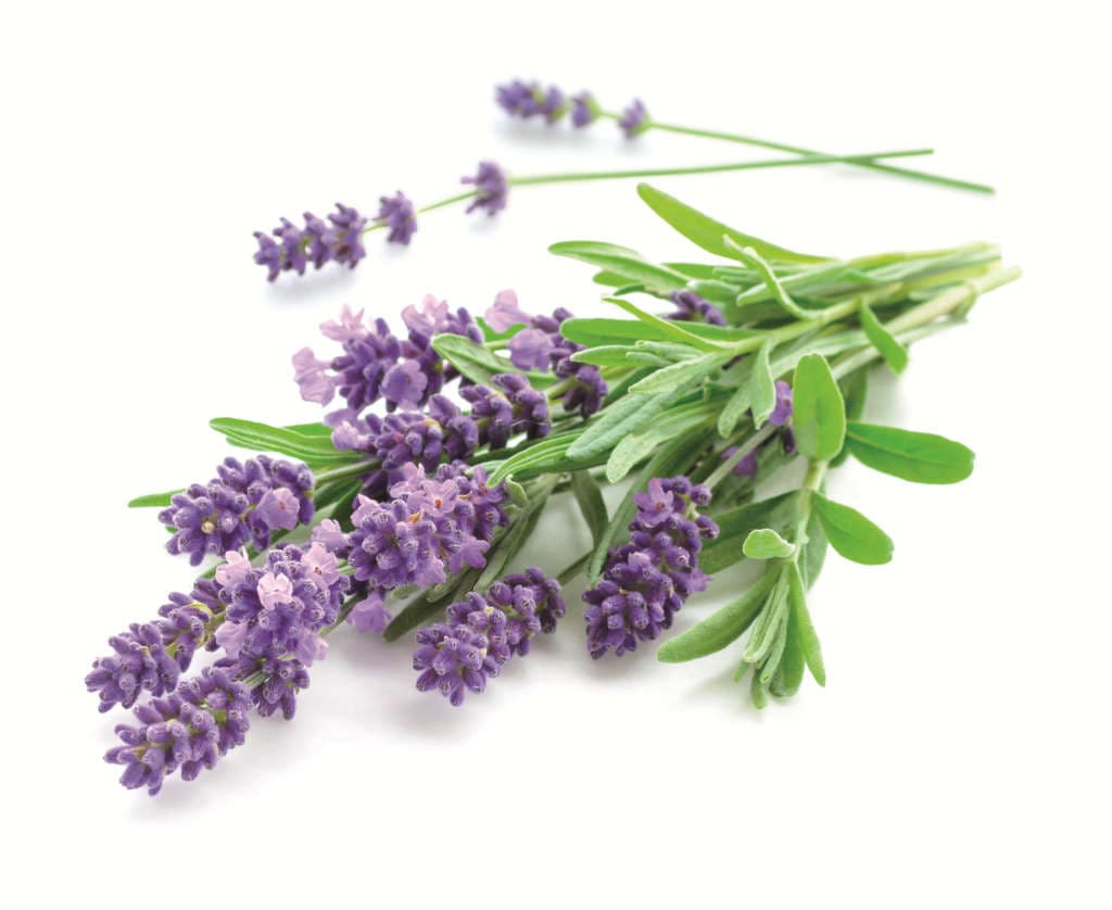 Blühender Lavendel