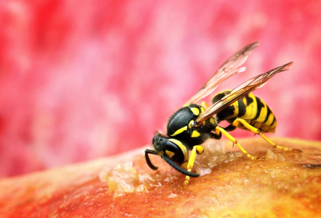 Wespe auf einer Frucht