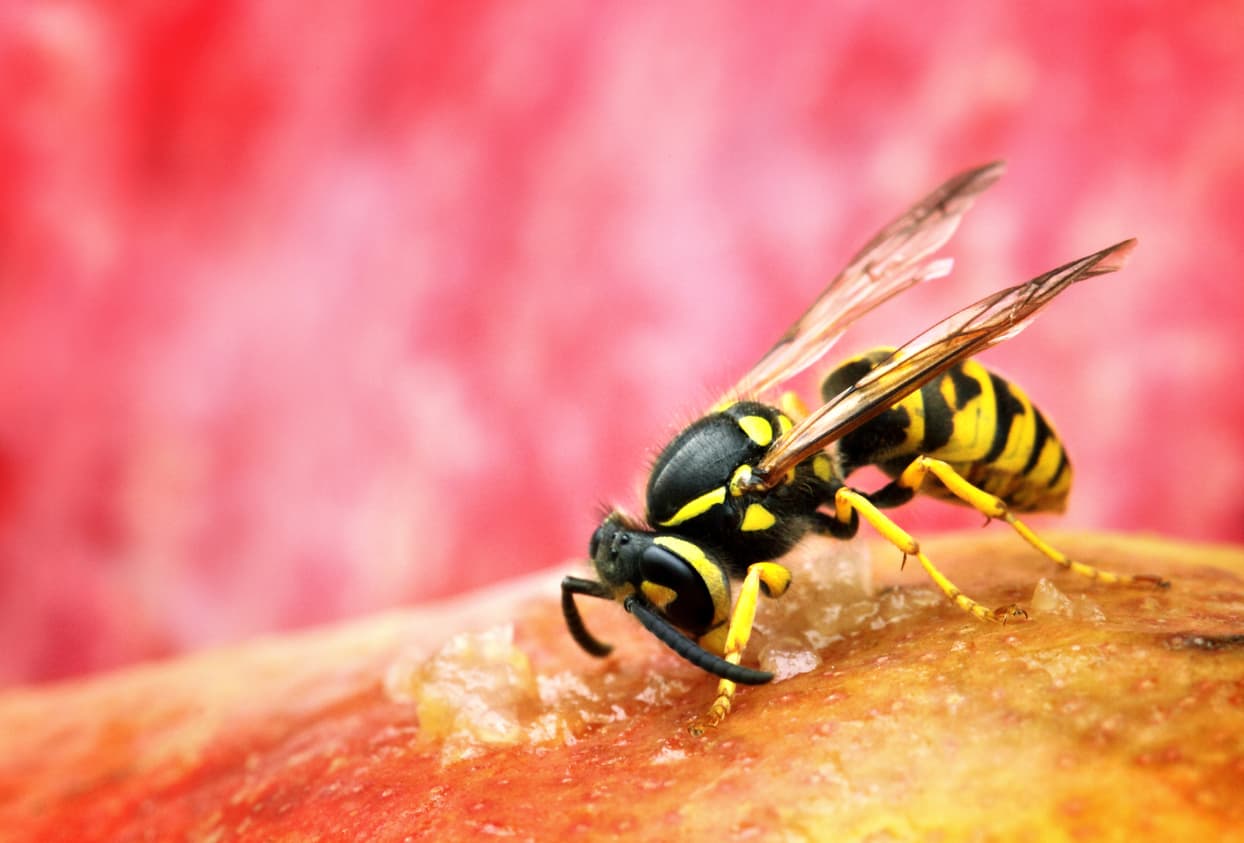 Wespe auf einer Frucht