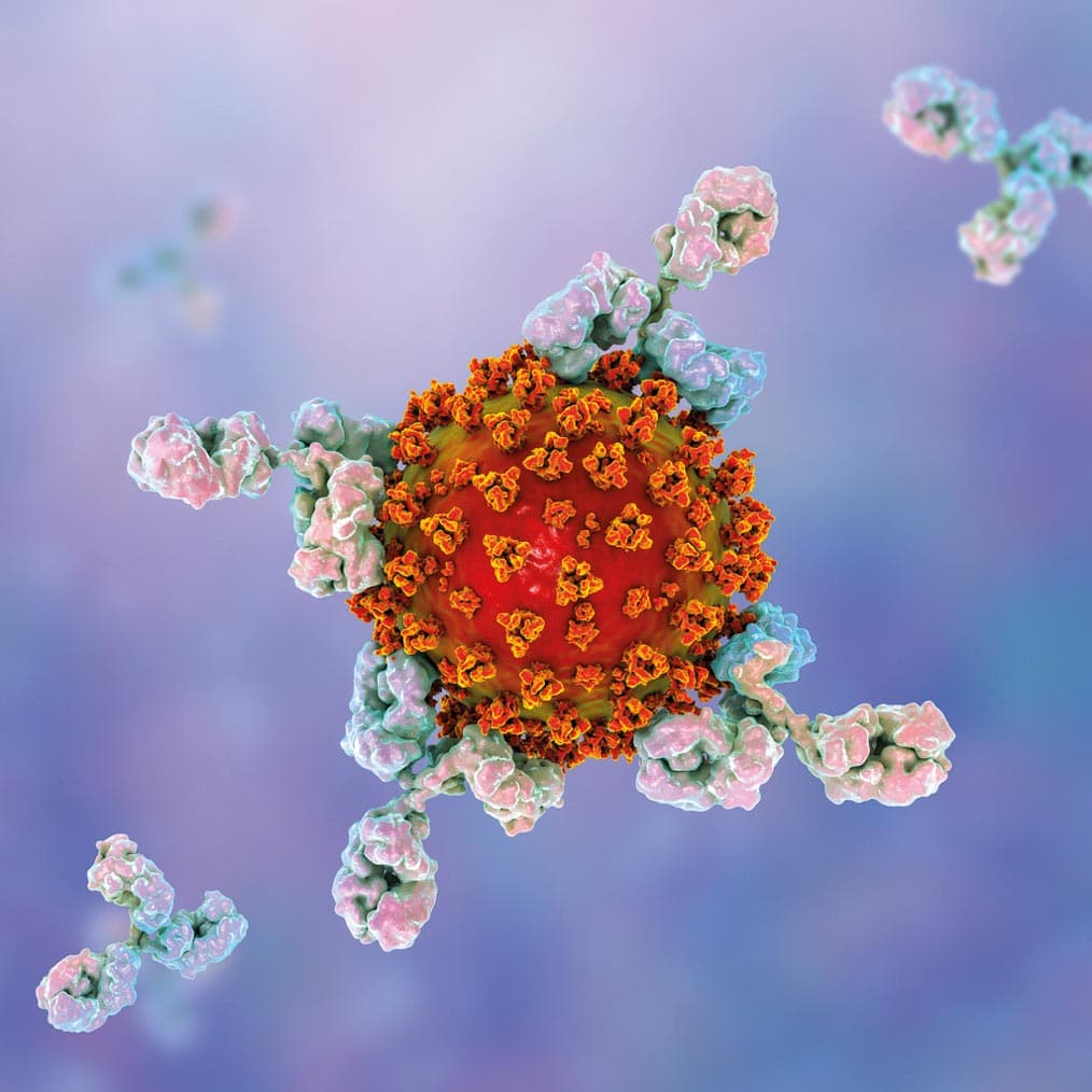 Antikörper gegen das Sars Cov-2 Virus