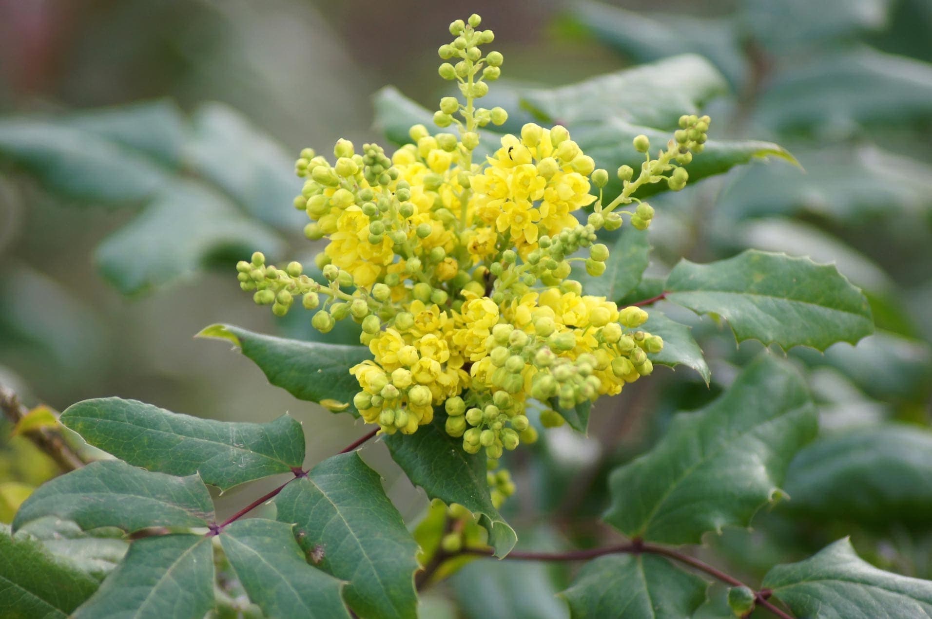 Gelbe Blume Mahonie Berberis