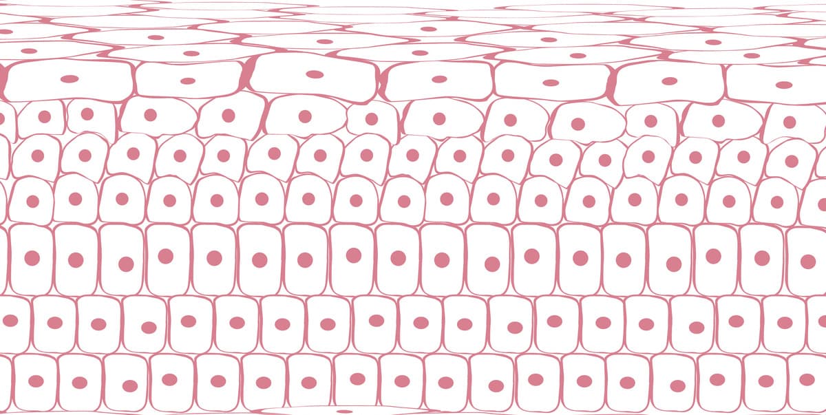 Skin tissue cells, layers of skin, blood in vein
