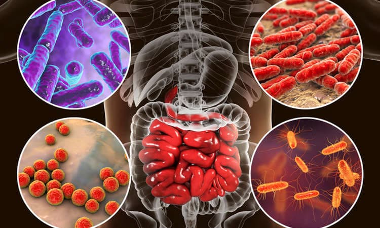 Intestinale Mikrobiom, Bakterien besiedeln Dünndarm