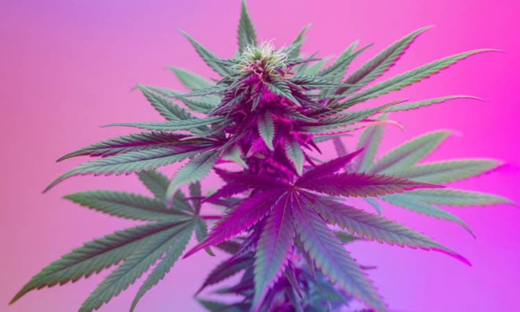 Landwirtschaftliche Sorte von Cannabispflanze mit farbiger Beleuchtung.