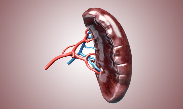 Anatomisch korrekte 3D-Darstellung einer Milz