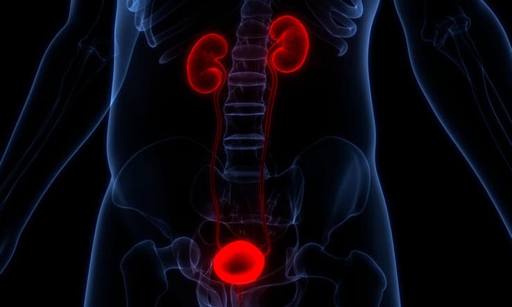 3D Illustration Concept of Human Urinary System Kidneys with Bladder Anatomy