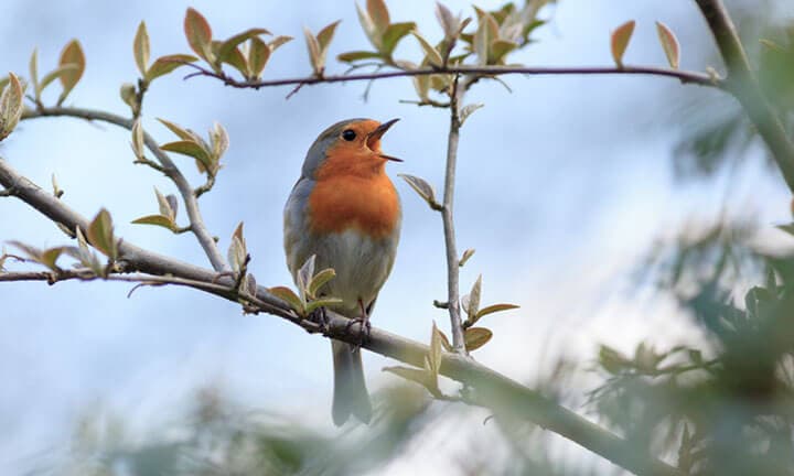 Wildeshausen (Low Saxon