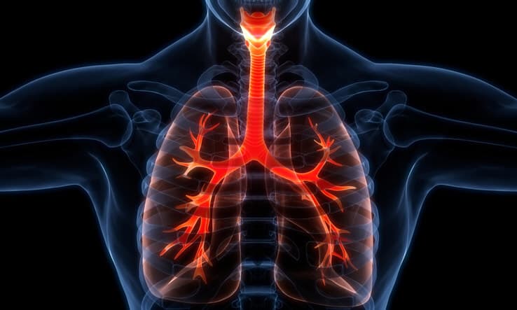 3D Illustration Concept of Human Respiratory System Lungs Anatomy