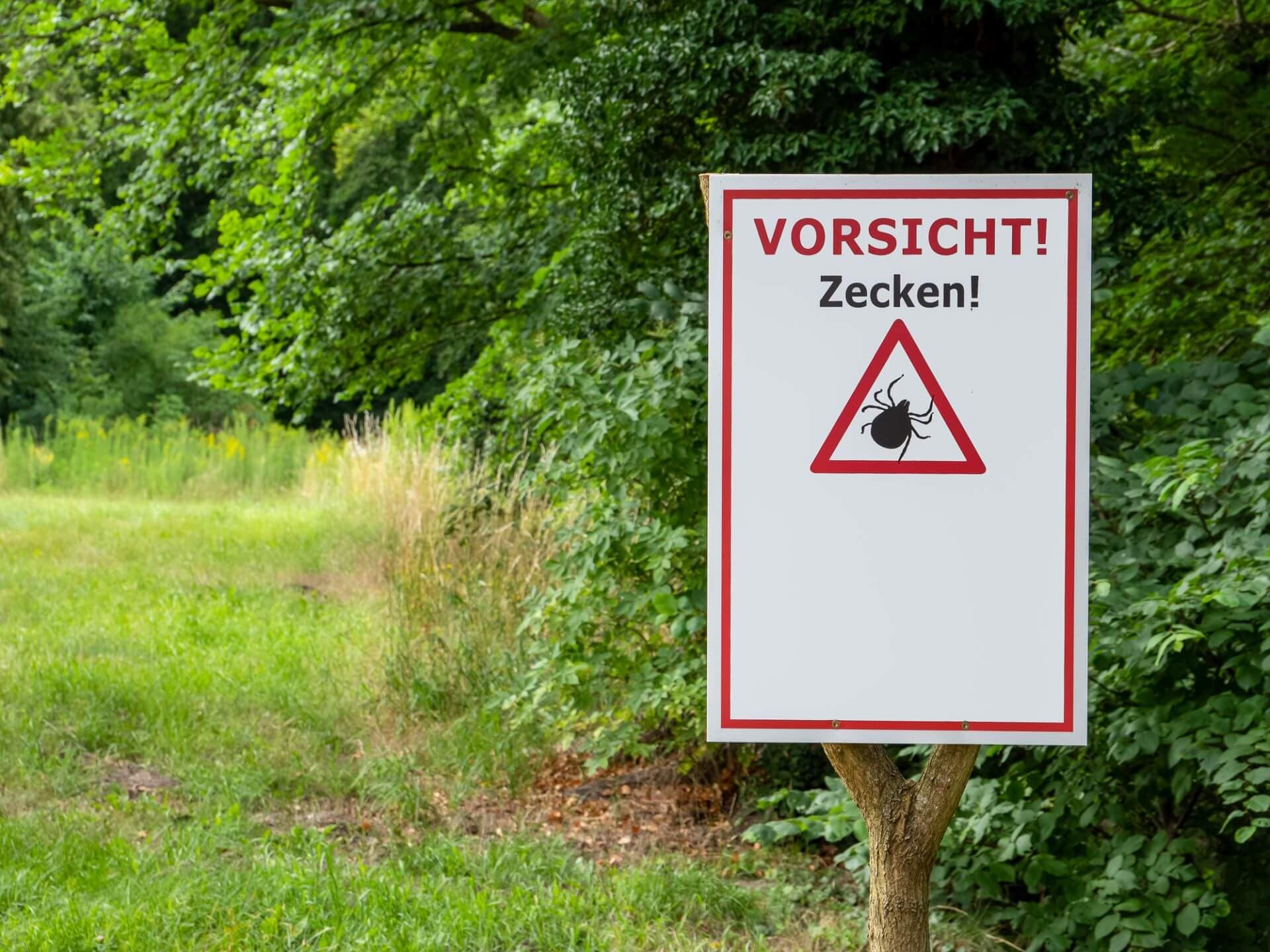 Gegen eine FSME schützt nur die Impfung.