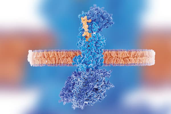 Illustration: CGRP Molekül dockt an Rezeptor an