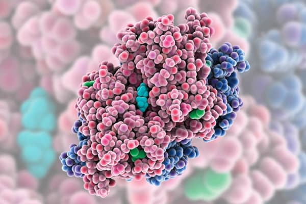 Modell eines ­Trans­thyretinmoleküls (rosa und blau) im ­Komplex mit Pterostilben und Dimethylsulfoxid