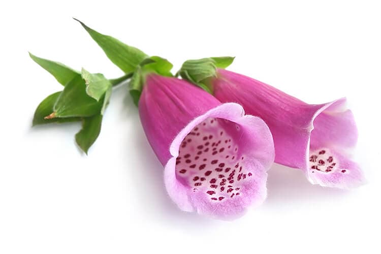 Digitalis Purpurea