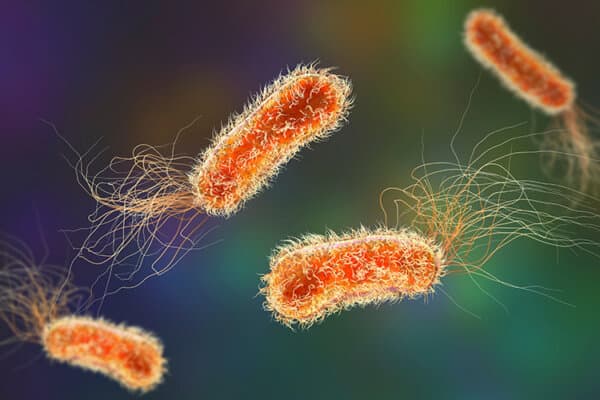 3D Illustration Pseudomonas aeruginos Bakterien