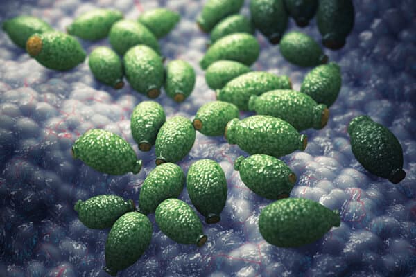 KI-generierte Darstellung des Candida albicans Pilzes im Hefestatus