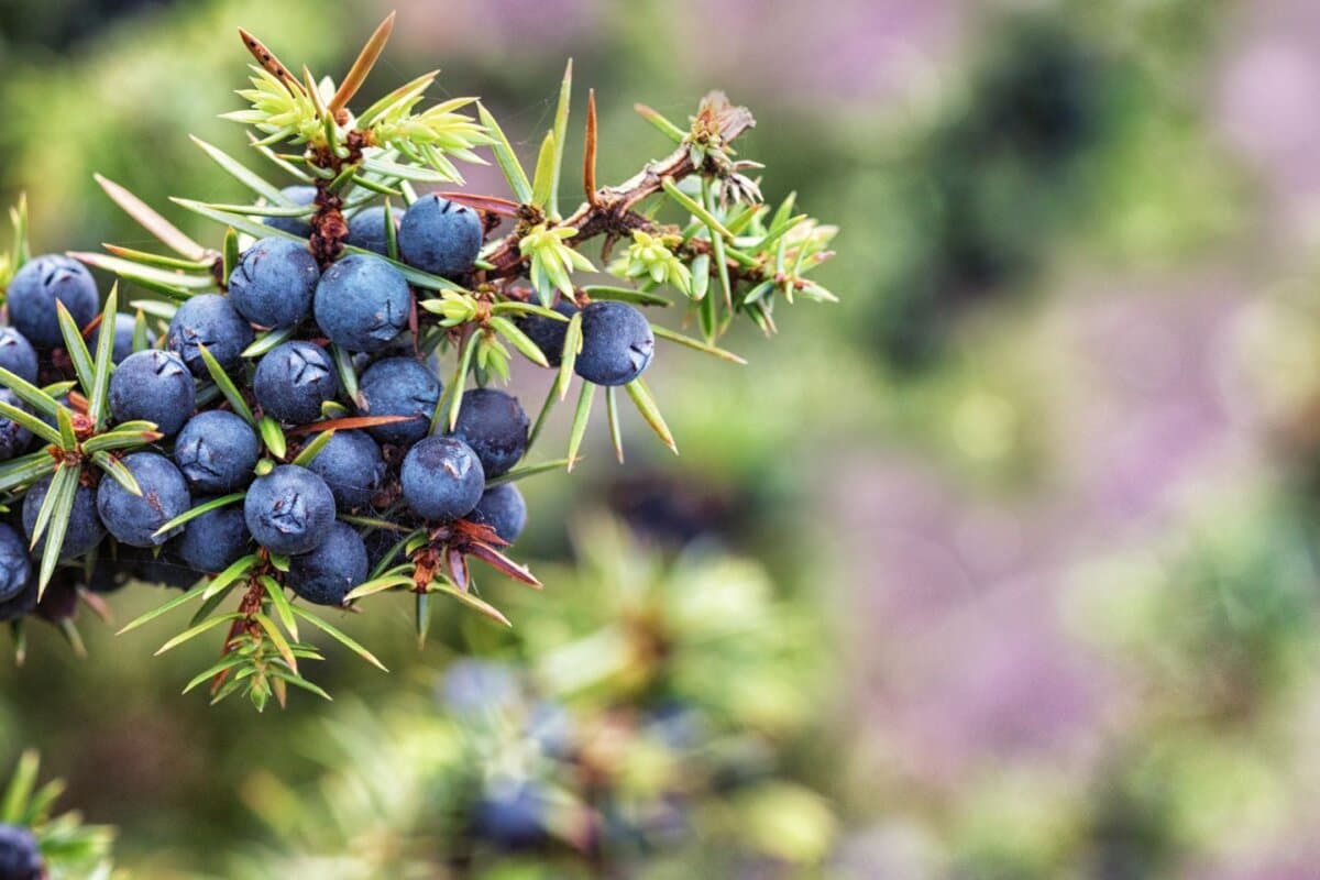Juniperus communis, Wacholder