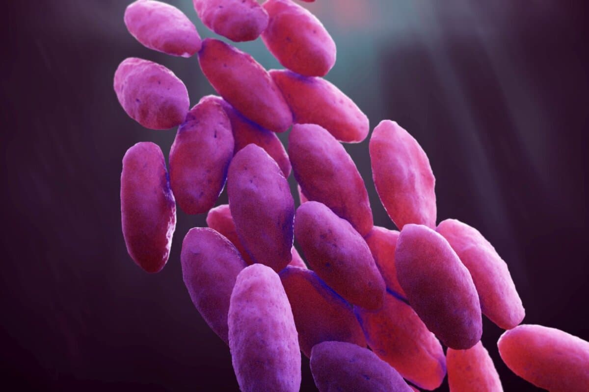 Carbapenem-resistente Enterobacteriaceae 3D-Illustration