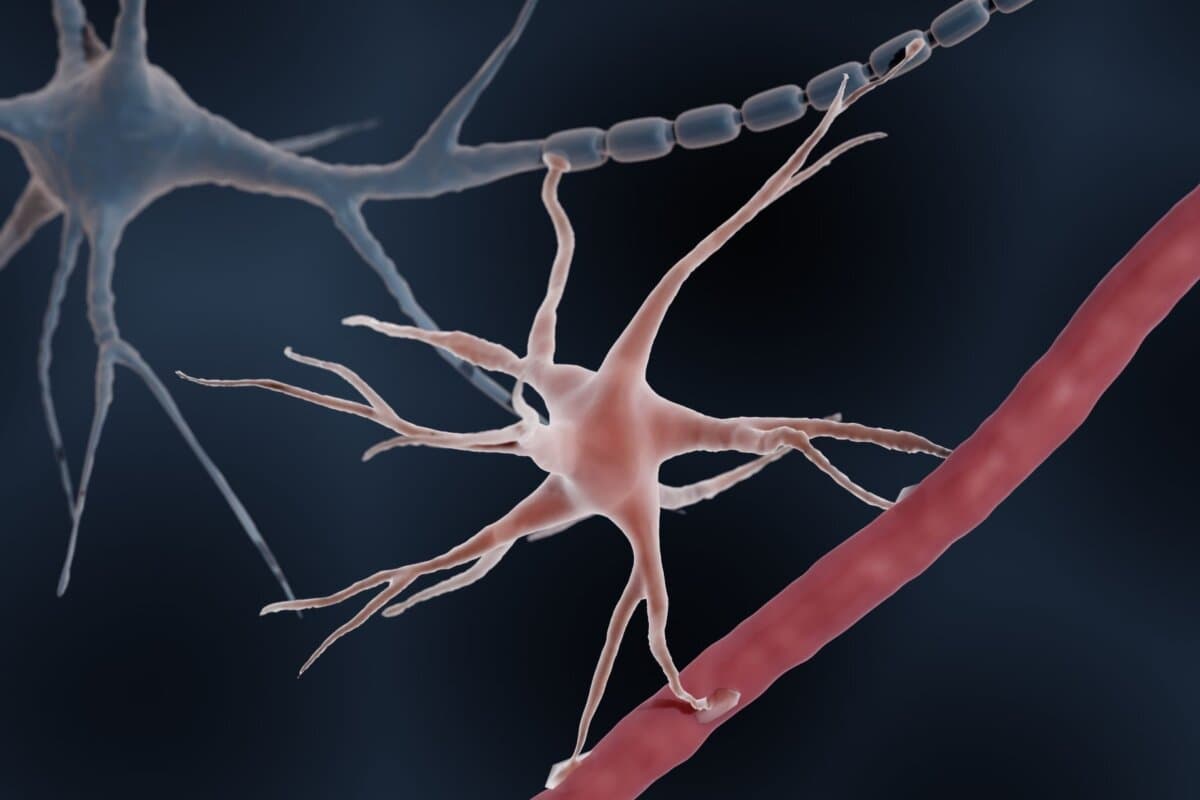 Astrozyt (Astroglia)