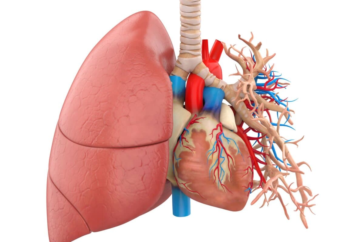 Illustration anatomique des poumons et du cœur