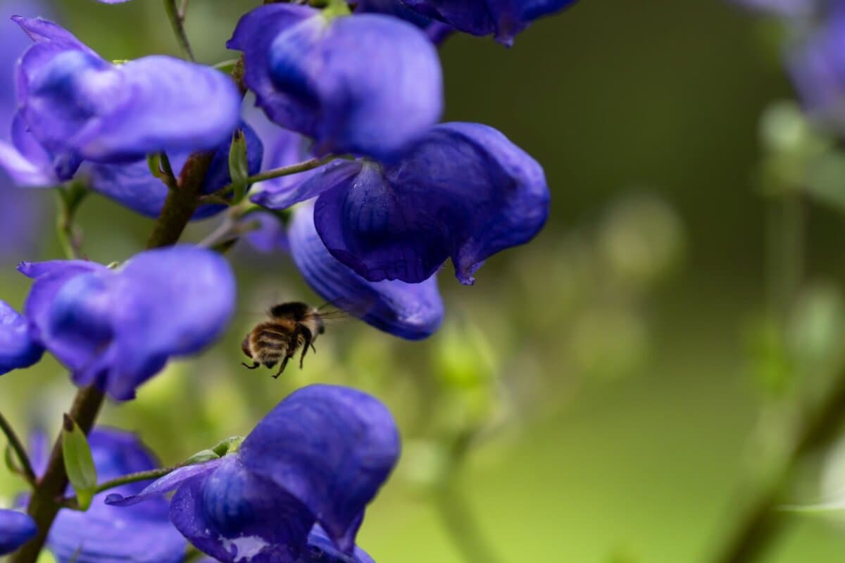 L'Aconitum napellus, également appelé capuchon de moine, est une espèce de plante à fleurs du genre Aconitum de la