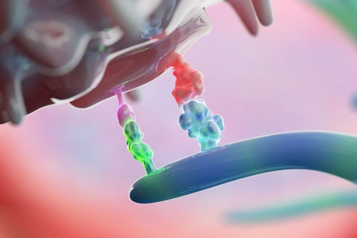 3D-Darstellung von CTLA-4-Molekülen während der immunologischen Priming-Phase.