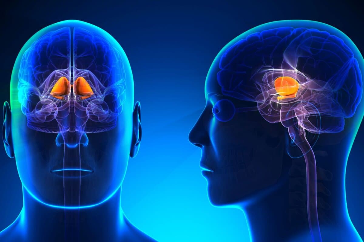 Anatomie der männlichen Basalganglien – blaues Konzept