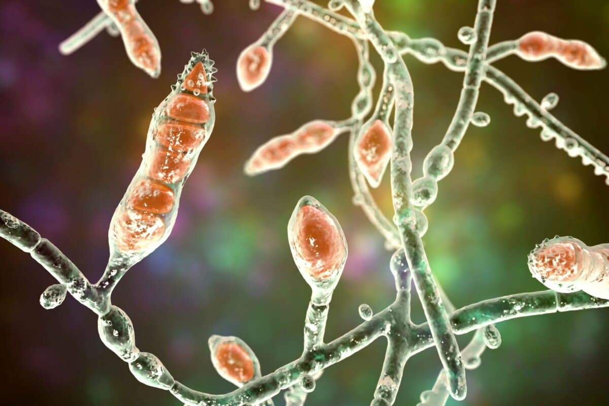 3D-Illustration der mikroskopischen Pilzstruktur von Microsporum audouinii.