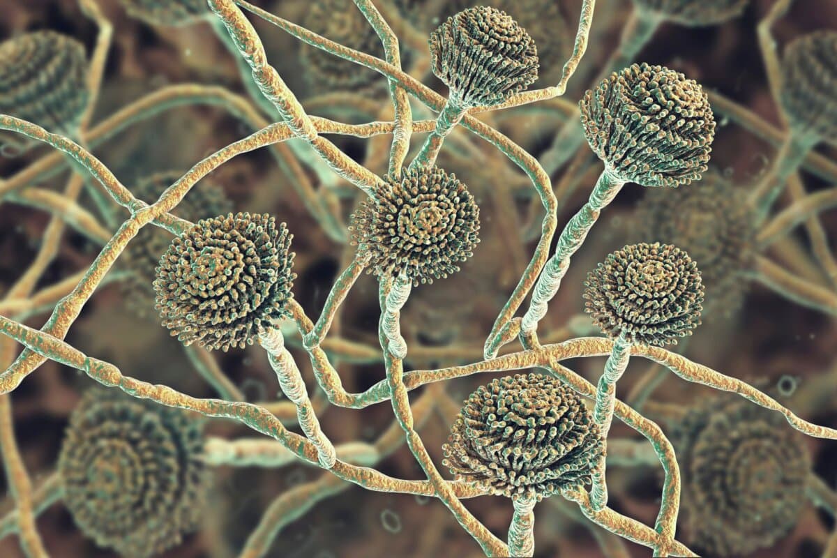 Aspergillus-Schimmelpilze können pulmonale Infektionen wie die Aspergillose verursachen und bei entsprechender Disposition