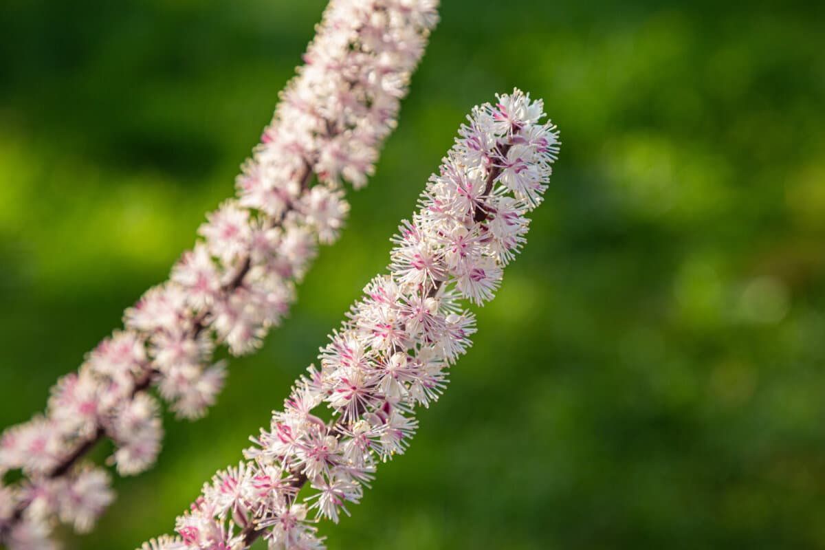 Traubensilberkerze (Cimicifuga racemosa)