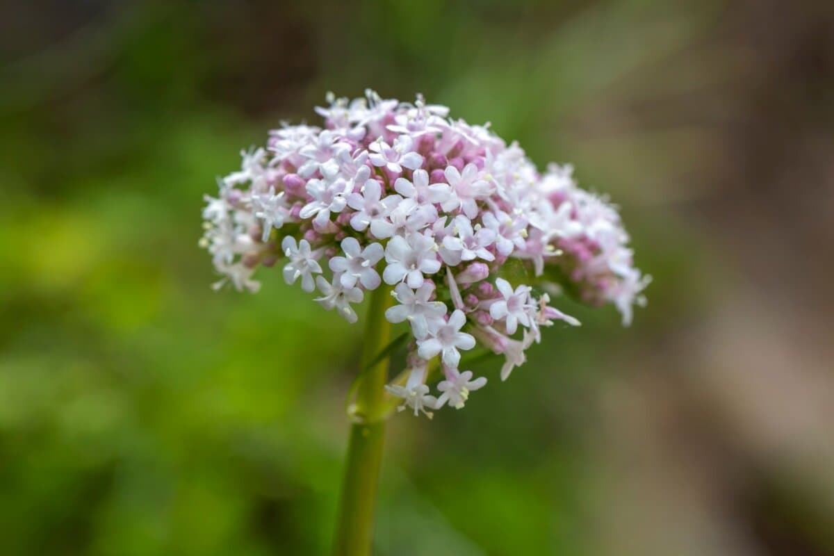 Blüten des Echten Baldrians (Valeriana officinalis).