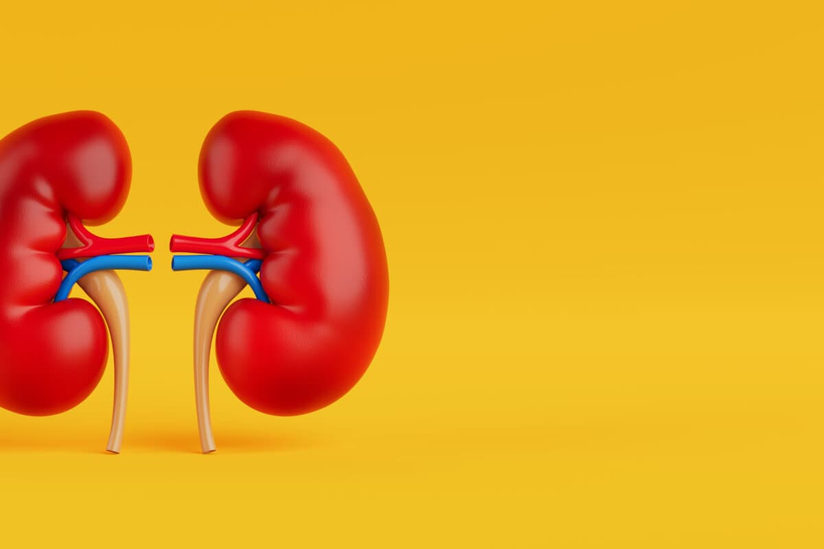 Renal Health And Human Anatomy. Pair Of Human Kidneys Isolated On Yellow Background. 3D Rendering