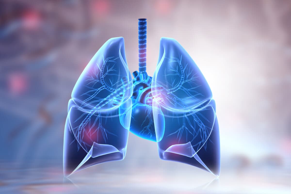 Human lungs anatomy on science background. 3d illustration