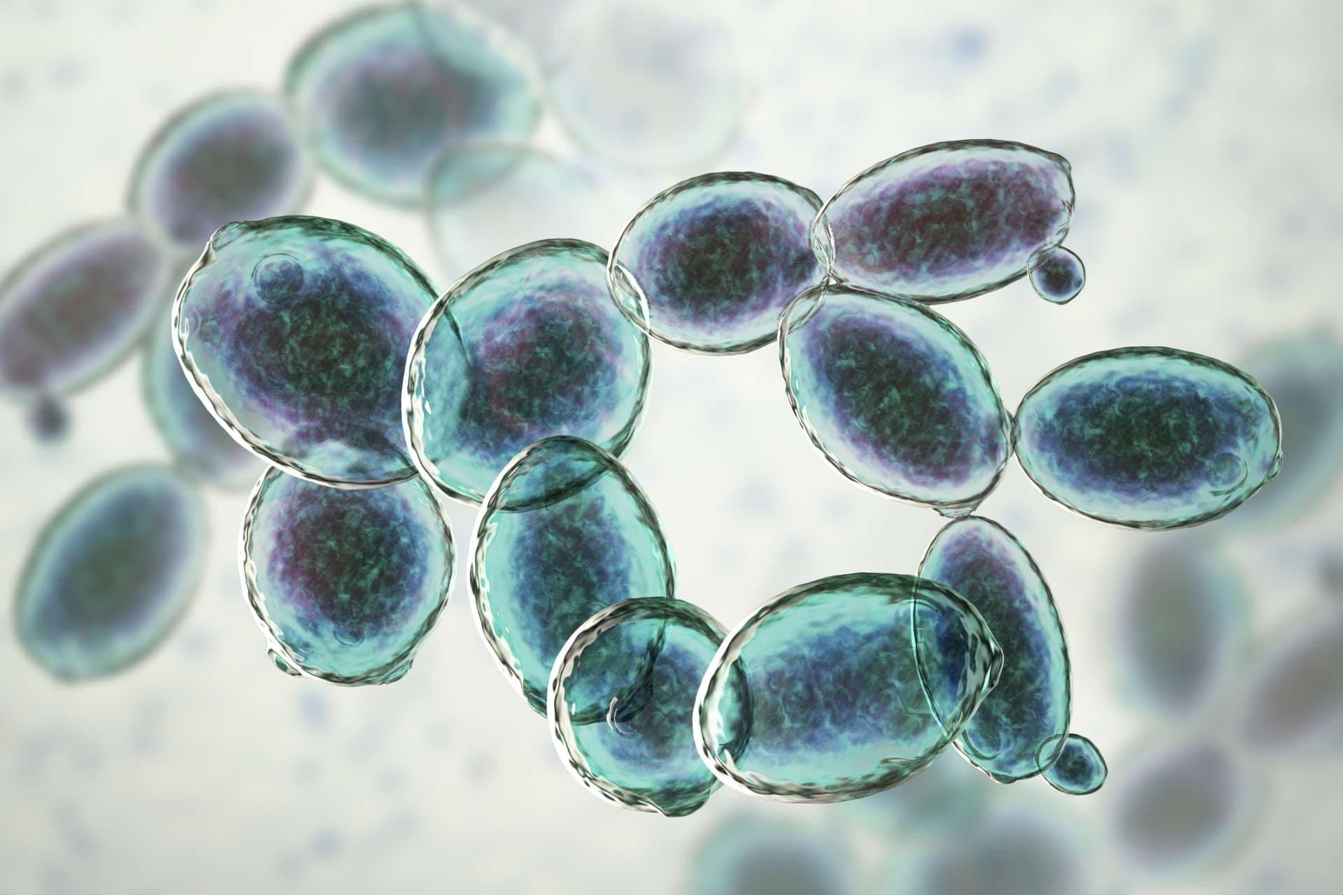 Saccharomyces cerevisiae-Hefe