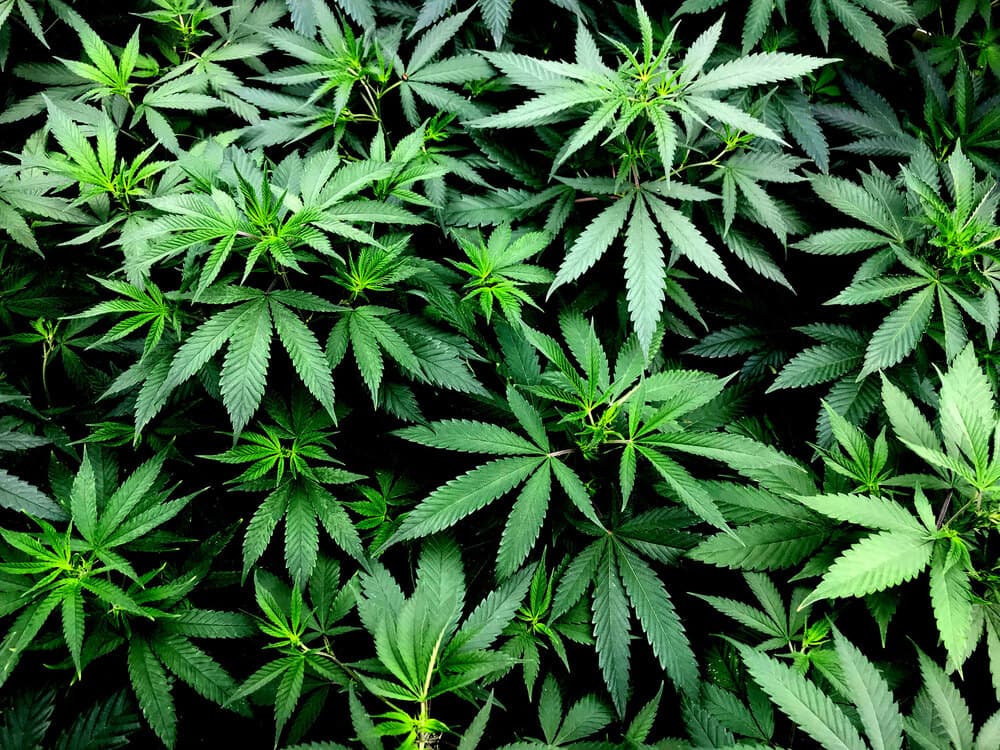 cannabispflanze