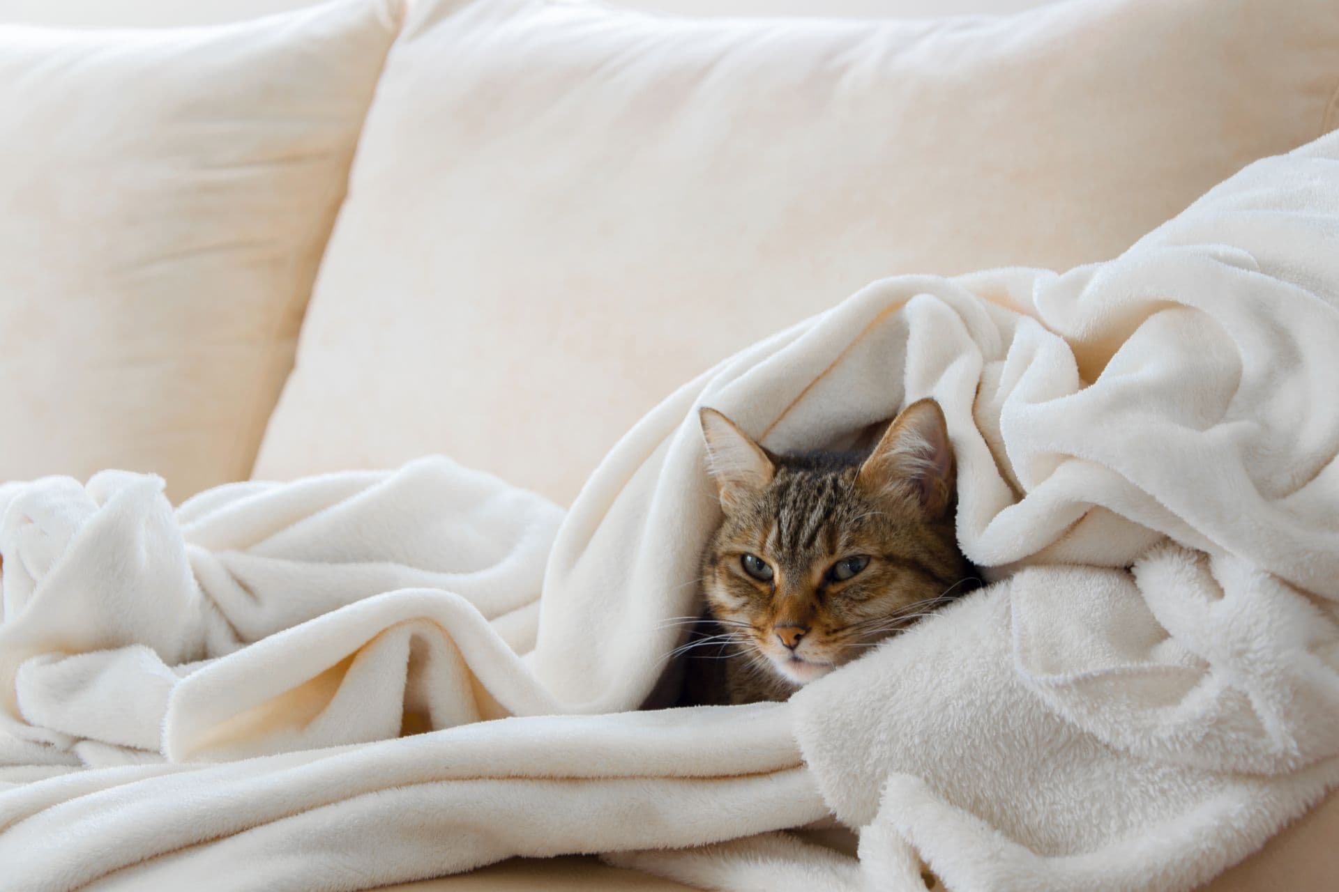 Am besten legt man sich mit der Katze aufs Sofa