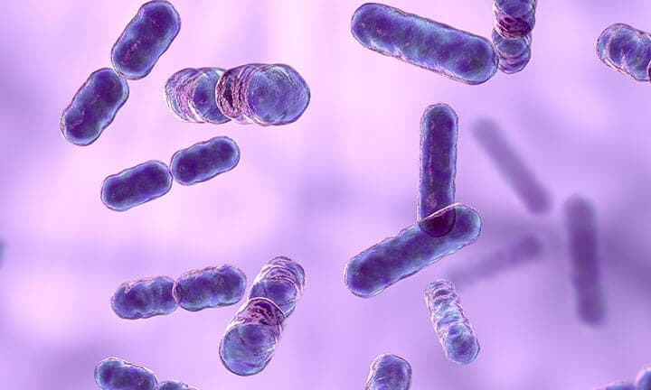 Bacteroides Bakterien, 3D illustration